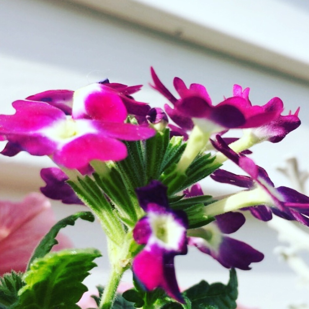 Meet your Posher, Aliza